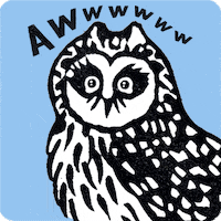Aww Birds GIF