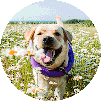 Cool Dog Sunglasses Sticker by Pumpkin