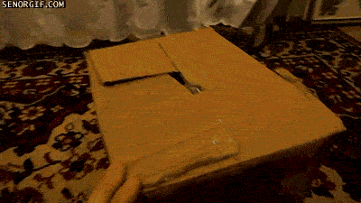 cat boxes GIF by Cheezburger
