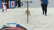 Espn Dogs GIF by American Kennel Club