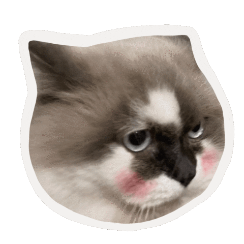 Cat Sticker