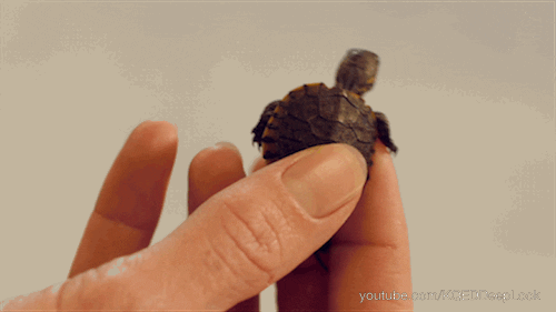 GIF by KQEDScience