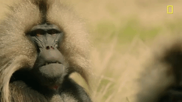 Nat Geo Mountain GIF by National Geographic Channel