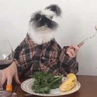 Bunny Enjoys Classy Dinner