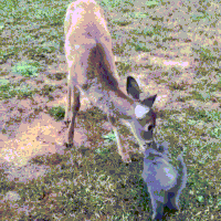 cuteness think GIF