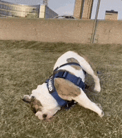 Drake Mascot GIF by DrakeUGriff