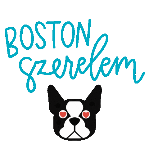 dogdream boston terrier cica kutya cuki Sticker