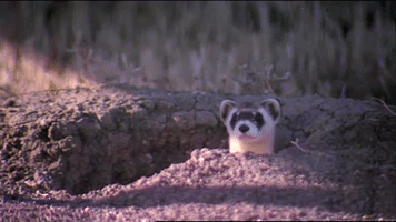 Surprise Ferret GIF by U.S. Fish and Wildlife Service