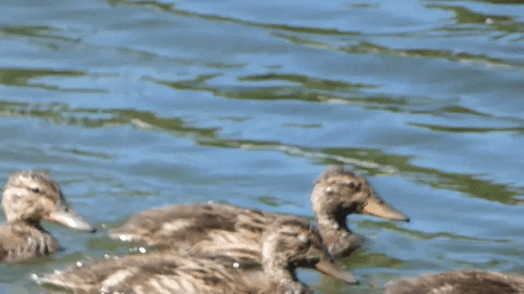 feldenstein giphygifmaker GIF