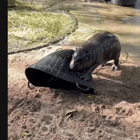 Pygmy Hippo Rage GIF