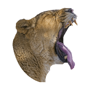 tired wake up STICKER by imoji