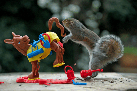 squirrel nuts GIF