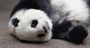 panda bear GIF