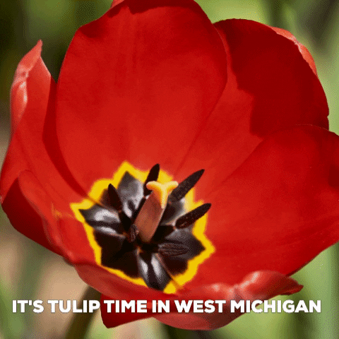West Michigan Photography GIF by C2C Gallery...art for your daily life
