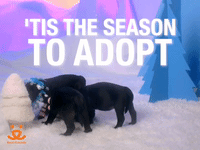 'Tis The Season To Adopt