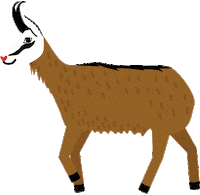 regionvysoketatry slovakia slovensko tatry kamzik Sticker