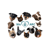 Cat Dog Sticker by Animal Rehabilitation Center