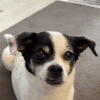 sina_project_ what puppy sorry 강아지 GIF