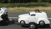dog tailgating GIF