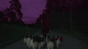 Hound Dogo GIF by Skott