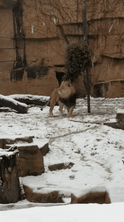 Lion GIF by Brookfield Zoo