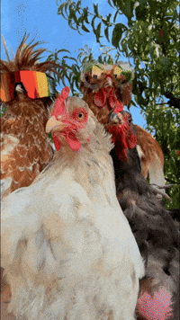 Chicken Hen GIF