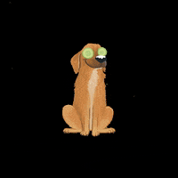 konemascotas relax spa perro butter GIF