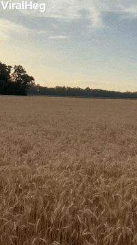 Dog Funny Animals GIF by ViralHog