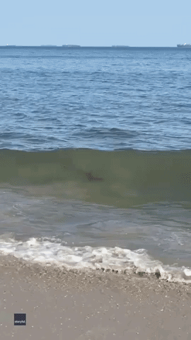 Good Samaritan Helps Struggling Shark at Rockaway Beach