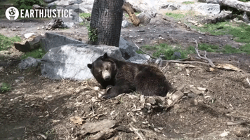 bear GIF by Earthjustice