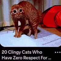 Cat GIF