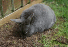 Bunny Rabbit GIF