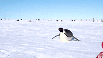 Penguin on the Move | Dynasties