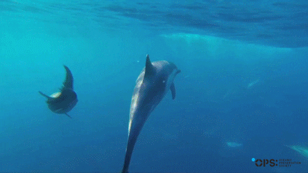 OPSociety giphyupload shark dolphin sharks GIF