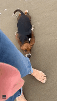 Tired Basset Hound Catches a Ride in 'Smartypants' Way