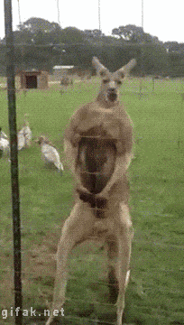 kangaroo GIF