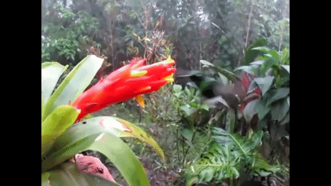 overdoso giphygifmaker animal natureza hummingbird GIF