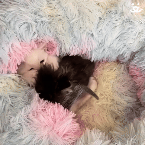 Playful Kittens