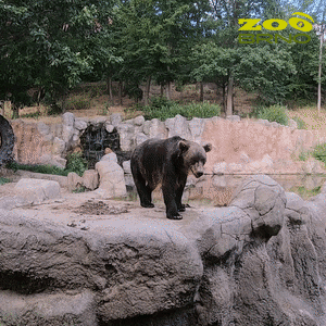 zoo_brno giphyupload bear attention zoo GIF