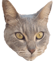 elemergente cat gato emergente ricardo emergente Sticker