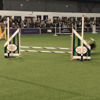 dog show GIF by Westminster Kennel Club