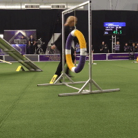GIF by Westminster Kennel Club