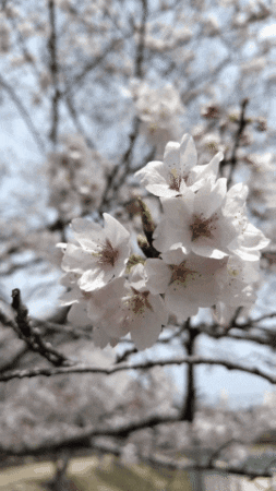 花 Cherry Blossoms GIF