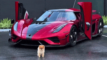Cute Dog Pomeranian GIF