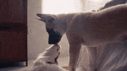 sensual GIF