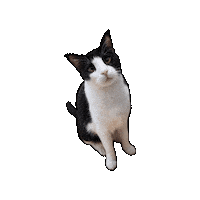 Cat Sticker