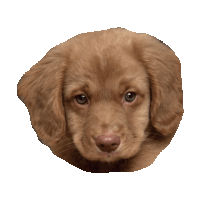 puppies STICKER by imoji