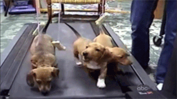 exercise doggies GIF
