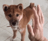 pal GIF