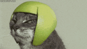Cat Hat GIF